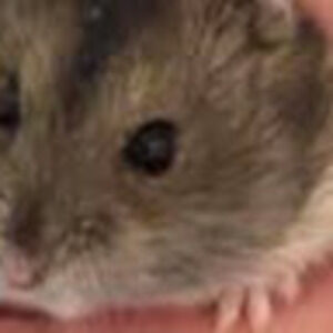 Meet your Posher, Plivac